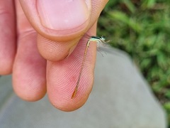 Agriocnemis falcifera