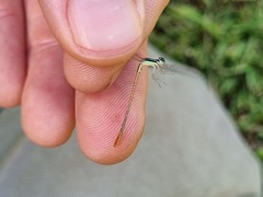 Agriocnemis falcifera