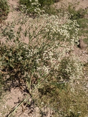 Parthenium confertum