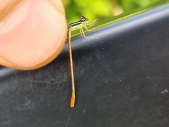 Agriocnemis falcifera