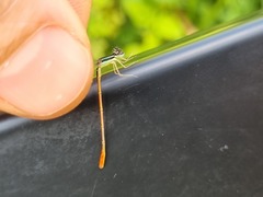 Agriocnemis falcifera