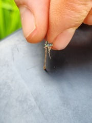 Agriocnemis falcifera