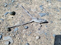 Ptychadena oxyrhynchus