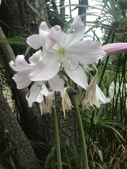 Crinum moorei