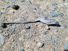Ptychadena oxyrhynchus