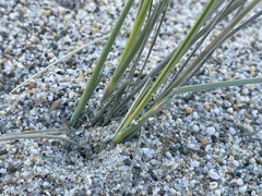 Ammophila arenaria