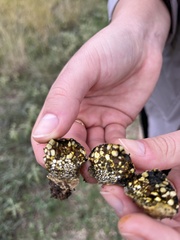 Pisolithus arenarius