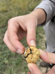 Pisolithus arenarius