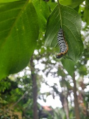 Pseudaphelia apollinaris
