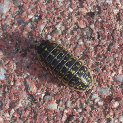 Armadillidium versicolor