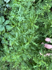 Artemisia vulgaris
