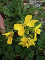 Brassiceae