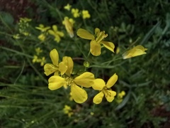 Brassiceae