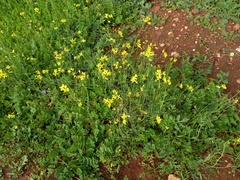 Brassiceae