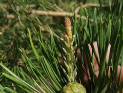Pinus sylvestris