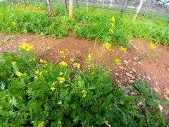 Brassiceae