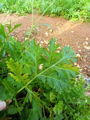 Brassiceae