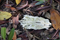 Sciaenidae