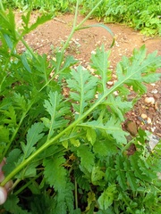 Brassiceae