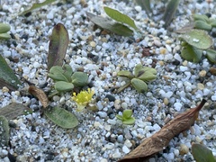 Ranunculus acaulis