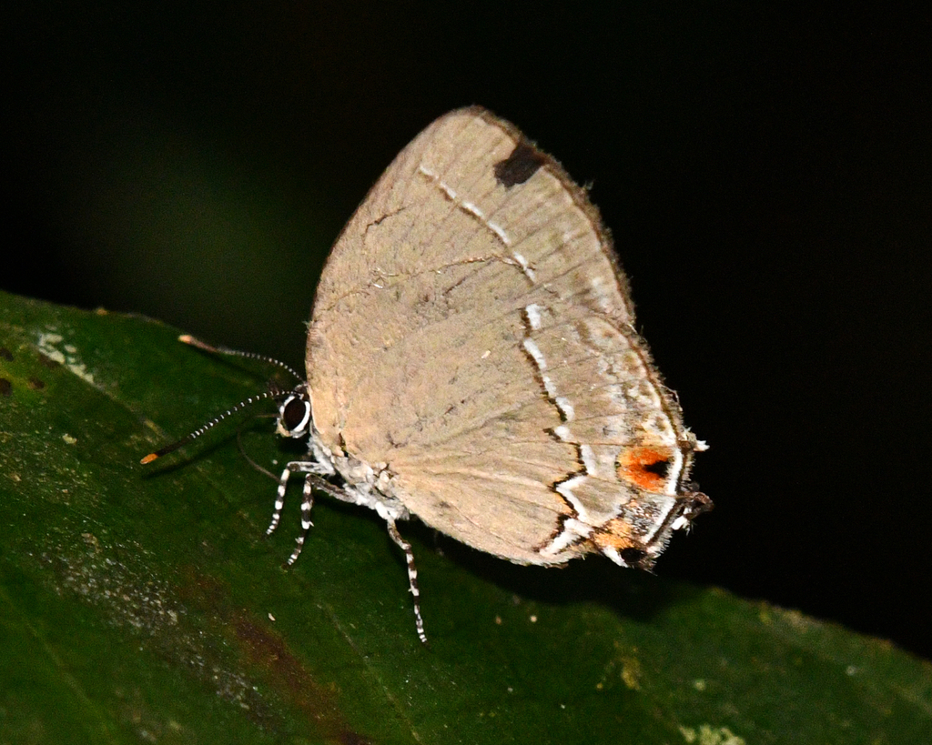 Ostrinotes tympania