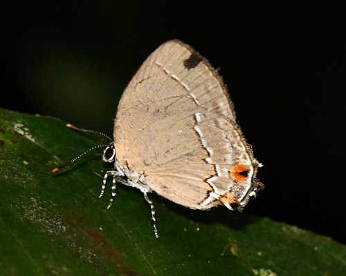 Ostrinotes tympania