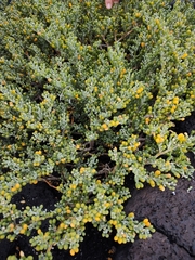 Tetraena fontanesii