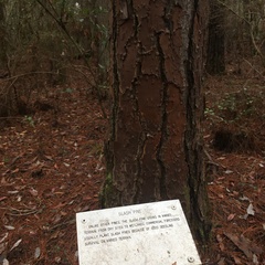 Pinus elliottii