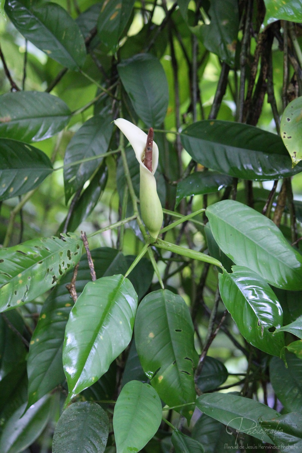 Subgenus Pteromischum  iNaturalist