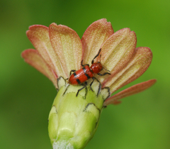 Dologenitus nigrocinctus