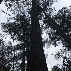 Pinus elliottii