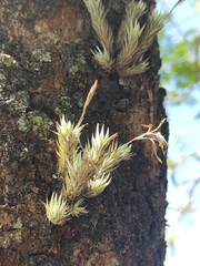 Tillandsia tricholepis