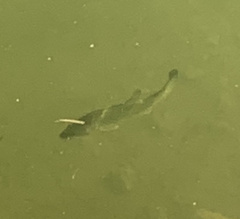 Micropterus floridanus