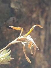 Tillandsia tricholepis