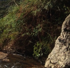 Gleichenia dicarpa