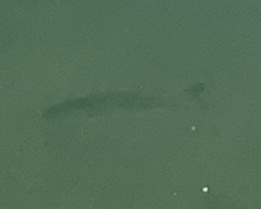 Micropterus floridanus