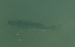 Micropterus floridanus