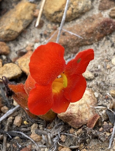Scarlet Inkflower (Harveya bolusii)