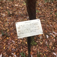 Vaccinium arboreum