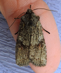 Lithophane baileyi