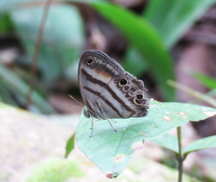 Cissia