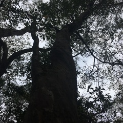 Vaccinium arboreum