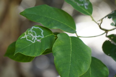 Agromyzidae