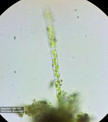Klebsormidium