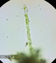 Klebsormidium