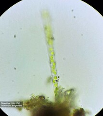 Klebsormidium
