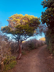 Arctostaphylos montaraensis
