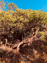 Arctostaphylos montaraensis