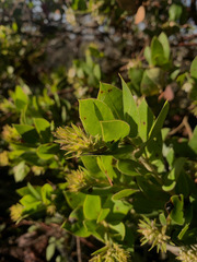 Arctostaphylos montaraensis