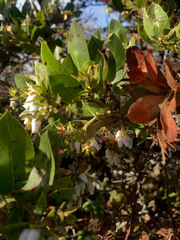 Arctostaphylos montaraensis